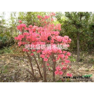 黃櫨種植基地 專業(yè)種植優(yōu)質的黃櫨