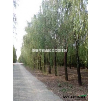供應(yīng)連翹，爬山虎，棣棠，珍珠梅，流蘇，竹子，山茱萸