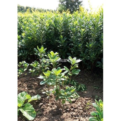 紅瑞木價(jià)格H50公分-H60公分-H70公分高紅瑞木價(jià)格表
