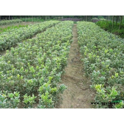 供應(yīng)80-1.2米高紅瑞木批發(fā)銷售、紅瑞木小苗量大優(yōu)質(zhì)