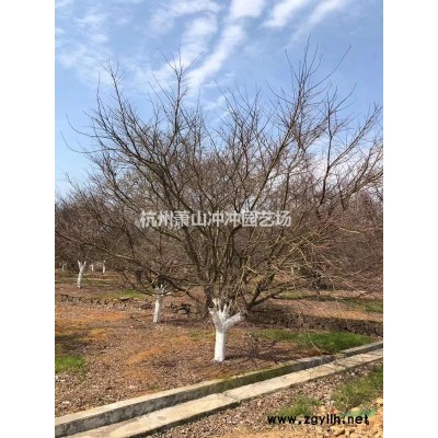 供應精品 金葉假連翹毛球、色塊