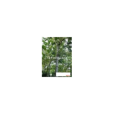 連翹，迎春、紅瑞木，棣棠，海棠，花石榴，榆葉梅，連翹，迎春等