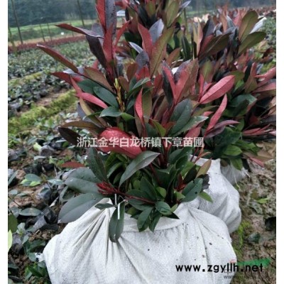 浙江茶梅大杯苗基地,金華茶梅價格產地批發價色塊苗工程苗容器苗