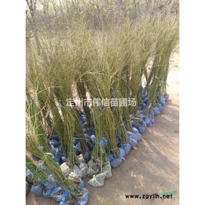 連翹簡介，河北連翹產地直銷，保定連翹報價，定州連翹價格