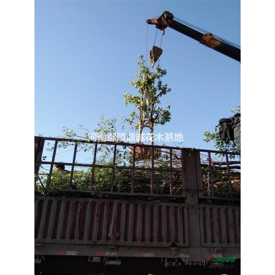 花石榴，花石榴薄利多銷，成活率高，花石榴