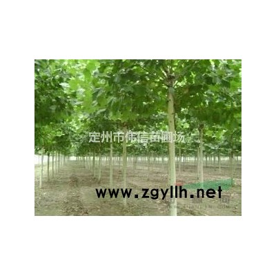 優質黃櫨批發，河北黃櫨報價，河北黃櫨產地