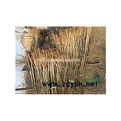 高產(chǎn)連翹苗==連翹苗價格==2年連翹苗==高產(chǎn)連翹苗