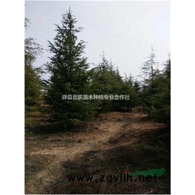 高產(chǎn)藥用連翹苗-高產(chǎn)藥用連翹苗-各種規(guī)格藥用連翹苗