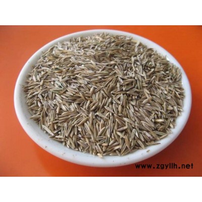 大量出售 花葉連翹小苗 金葉連翹杯苗 金邊連翹 園林綠化工程苗 街道城市布*景觀苗木 適應性強 庫存
