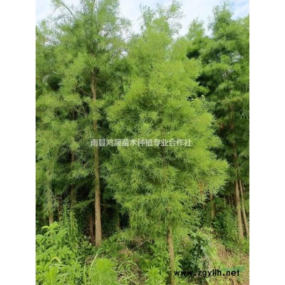 垂柳小苗垂柳樹苗垂柳價格垂柳種子南縣鴻晟苗木垂柳批發(fā)垂柳基地