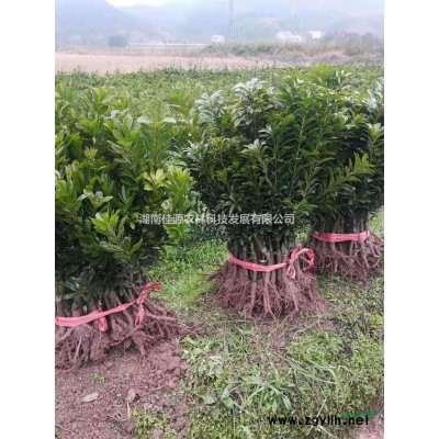 柚子樹1～25公分綠化工程苗批發