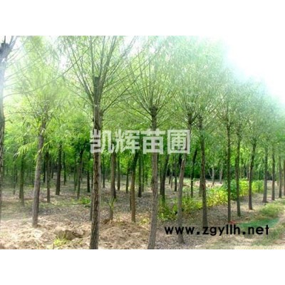 保定博野供應(yīng)毛白楊