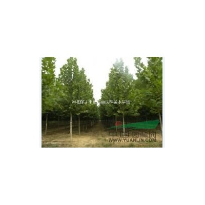 保定法桐多少錢  保定法桐價格