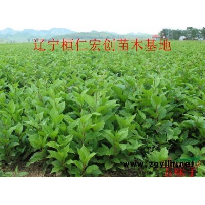 花楸樹苗、花楸基地、遼寧花楸苗價(jià)格