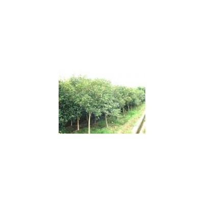 常年供，櫻花，水杉，四季玫桂，連翹，紫荊，榆葉梅。