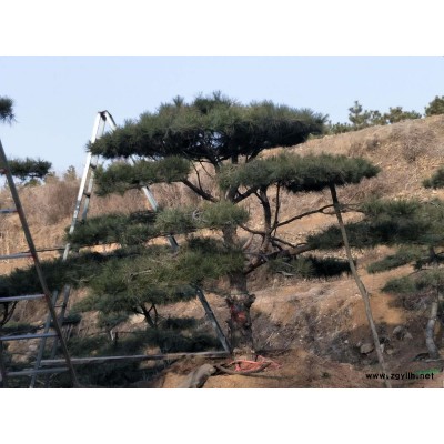 我公司向*新老客戶供應造型黑松、造型油松、造型古松、等.....