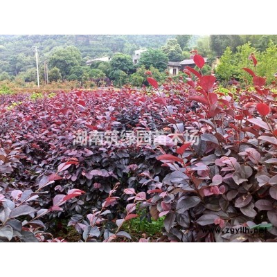 供應金品桂花樹，八月桂精品樹，精品紅花丹桂，新鮮桂花樹價格