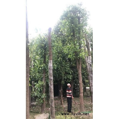 黃連翹種植基地.30公分黃連翹價格.成都怡璟園林