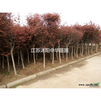 大量供應(yīng)綠化苗木：獨(dú)桿月季， 薔薇、連翹、