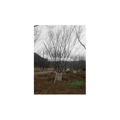 樟子松，河北樟子松，樟子松基地，樟子松價(jià)格