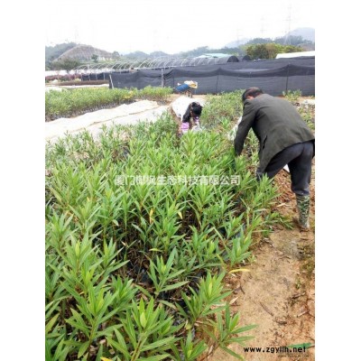 供應巴西野牡丹、金邊假連翹、馬尼拉草皮