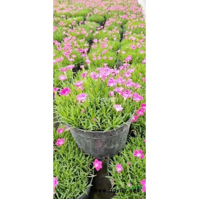 產地直銷 雙色茉莉 低價供應 數量多 品質好