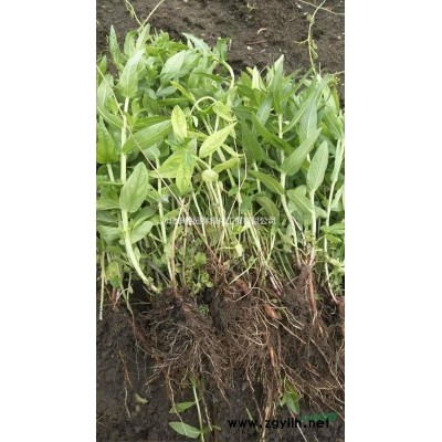 千屈菜，大，中，小盆栽千屈菜