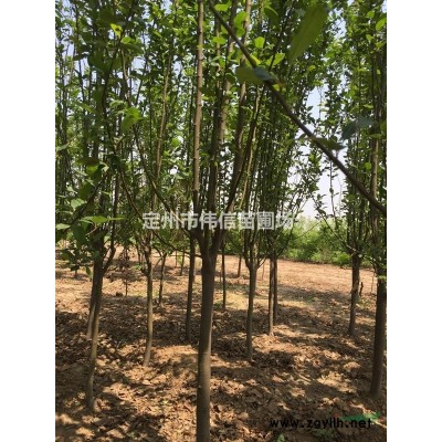 河北連翹 河北連翹*新報價 河北連翹批發基地 苗圃直銷量大