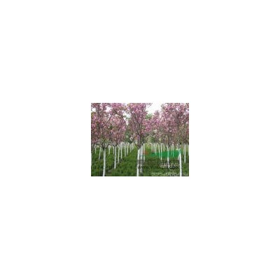 雪松、劍麻、連翹、木槿、地棠、迎春、五針?biāo)?/></a>
<div><a href=
