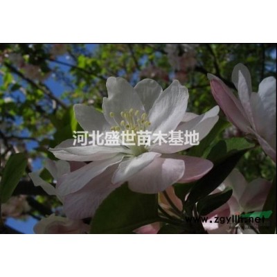 河北優(yōu)質的連翹種植基地