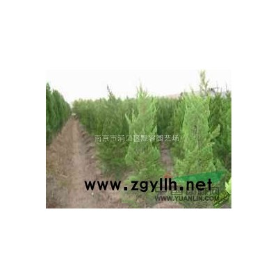 玉蘭小苗價(jià)格/白玉蘭價(jià)格/白玉蘭樹(shù)苗價(jià)格