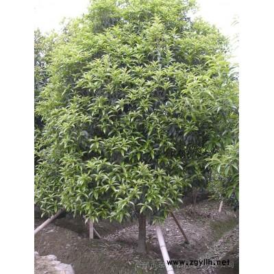 江蘇高郵有大葉女貞3-4-5cm分別2萬(wàn)-2千-1千棵