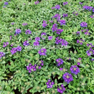 *新扶芳藤報價 多分支地栽扶芳藤 大葉扶芳藤工程綠化苗