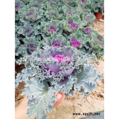 冬季耐寒草花紅葉甜菜