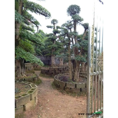 四季紅山茶