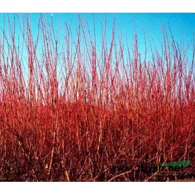 自家苗圃50畝金葉蕕低價(jià)處理