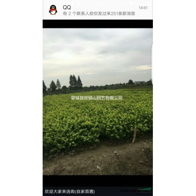 求購(gòu)法桐