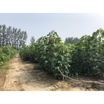 5公分苦楝，6公分楝樹 楝樹基地直銷