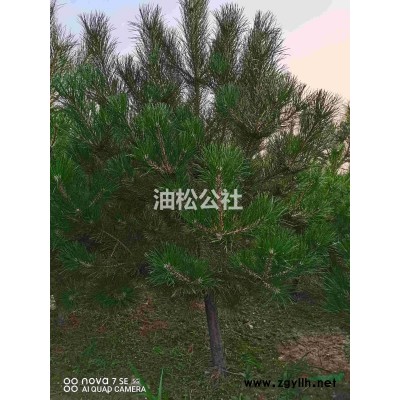 河北省張家口市懷來縣出售大量2米左右油松