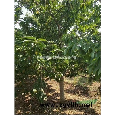 紅寶石海棠-5公分紅寶石海棠-6公分紅寶石海棠，北美海棠