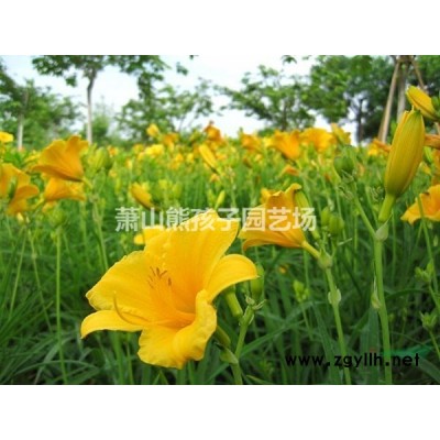 浙江地區(qū)供應(yīng)花葉菖蒲
