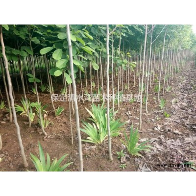 玉蘭/蒲口玉蘭基地/保定玉蘭之鄉