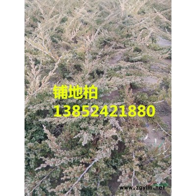 供應(yīng)50高檜柏價格，1米高檜柏價格，2米高檜柏價格