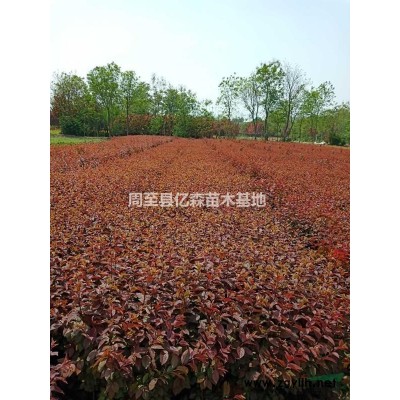 大量陜西營養(yǎng)缽金葉榆、容器叢生金葉榆，碗碗金葉榆
