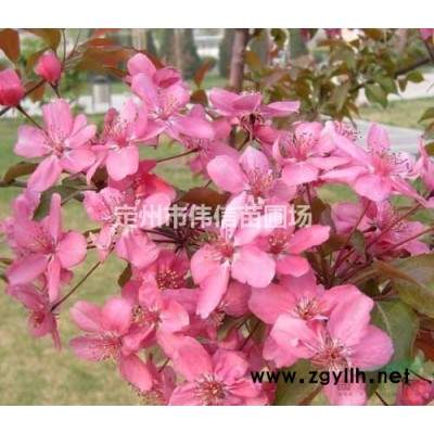 棣棠花，河北2021年秋季棣棠*新價格，棣棠廠家直銷