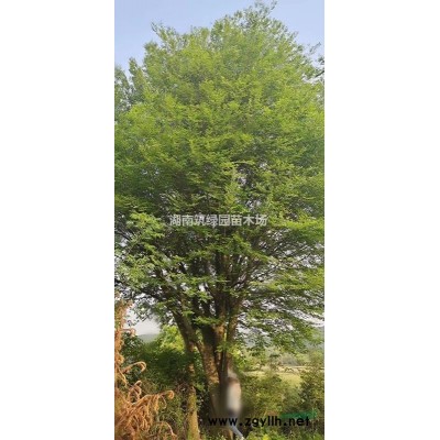 供應紅花繼木造型樹樁，造型紅繼木，造型紅花繼木樁景