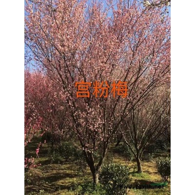江蘇原生梅花 蘇州原生梅花 原生梅花價格