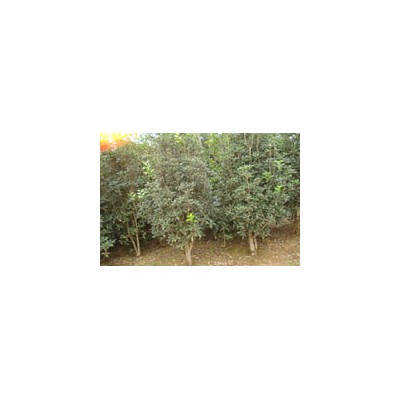 三角楓小苗，桂花，紅葉李，大葉女貞，廣玉蘭，紅花繼木球，海桐