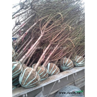 江蘇常州【精品球專供】紅葉石楠球，紅花繼木球，海桐球等