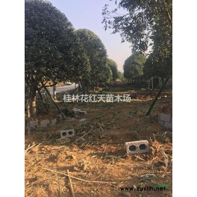 桂花樹